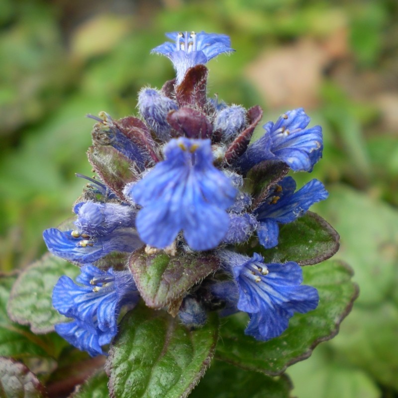 Ajuga reptans Atropurpurea