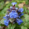 Ajuga reptans Atropurpurea