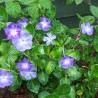 Vinca major Maculata