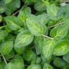 Vinca major Maculata