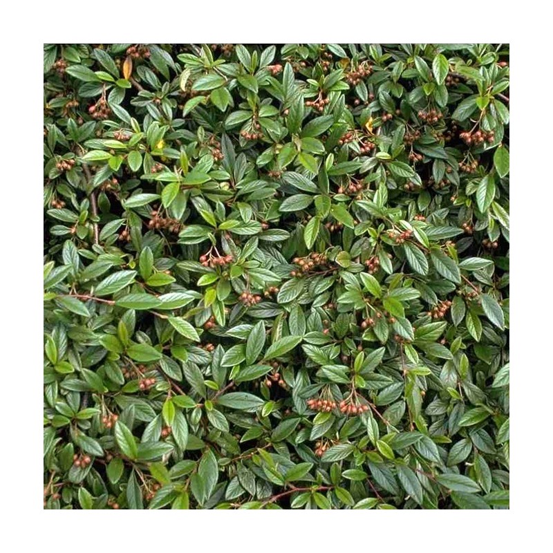 Barcoace Parkteppich