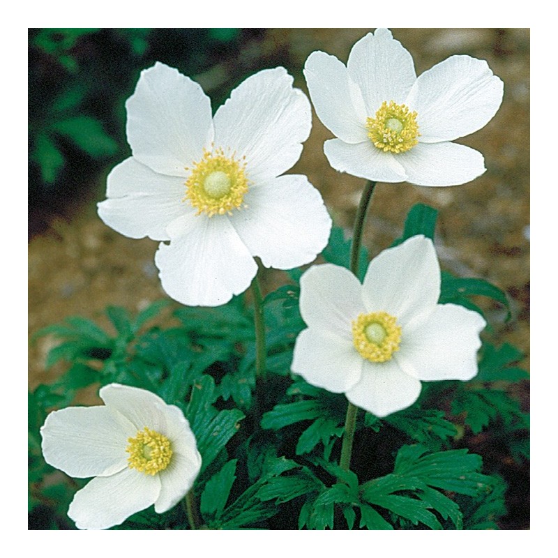 Anemone de padure