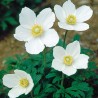 Anemone de padure