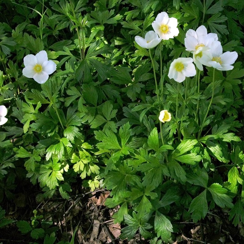 Anemone de padure