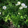 Anemone de padure
