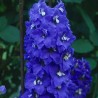 Nemtisor Blue Bird