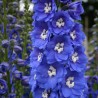 Nemtisor Blue Bird