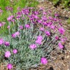 Garofita de Gradina
