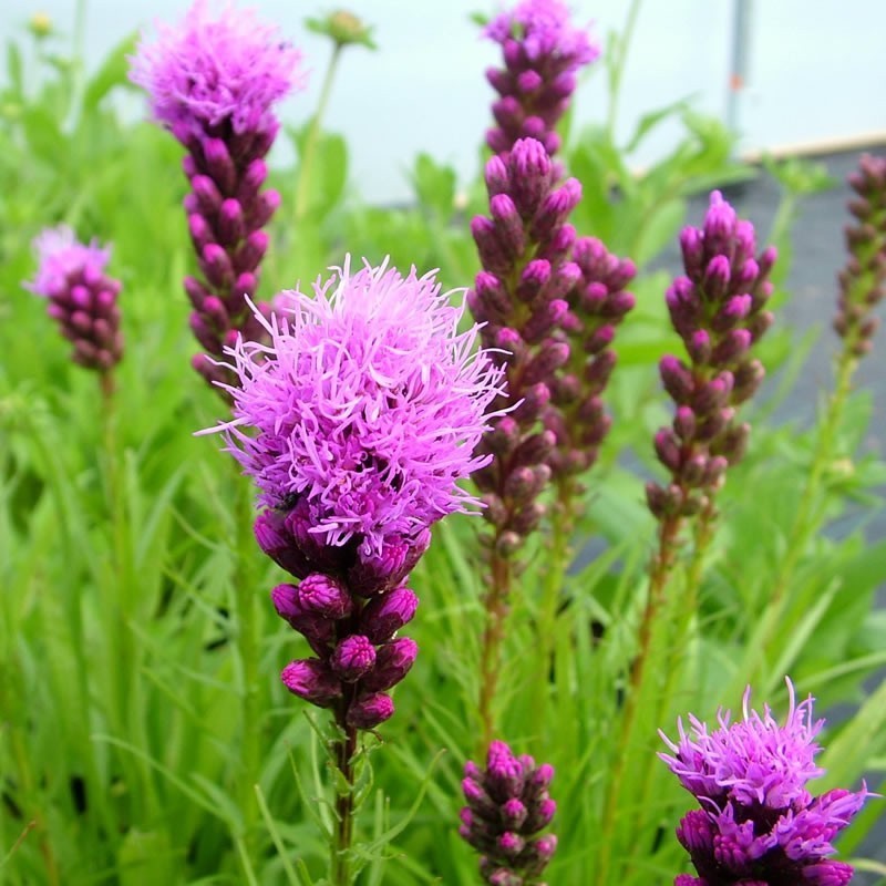 Stea Stralucitoare