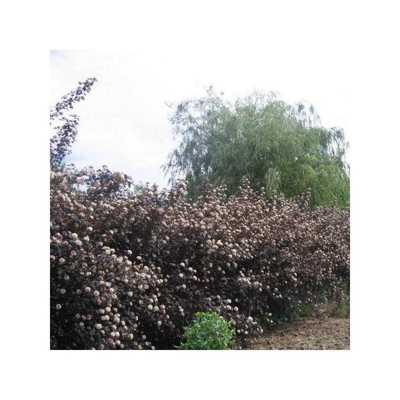 Physocarpus Diabolo