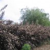 Physocarpus Diabolo