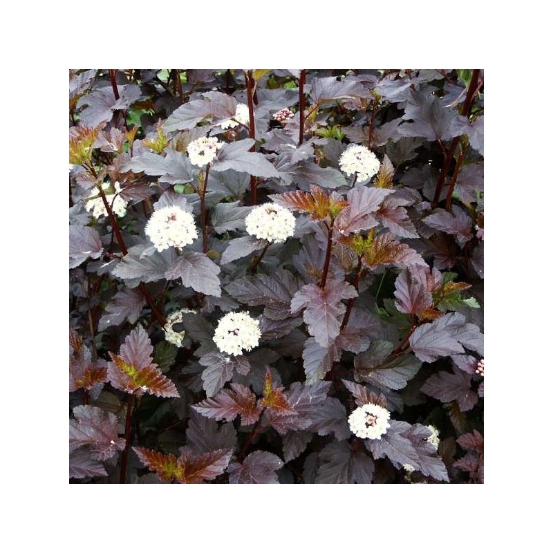 Physocarpus Diabolo