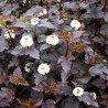 Physocarpus Diabolo