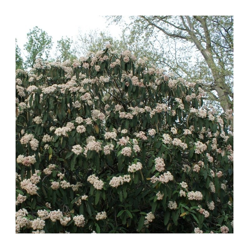 Calin Rhytidophyllum