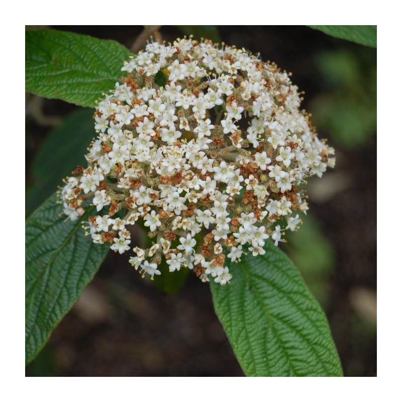 Calin Rhytidophyllum