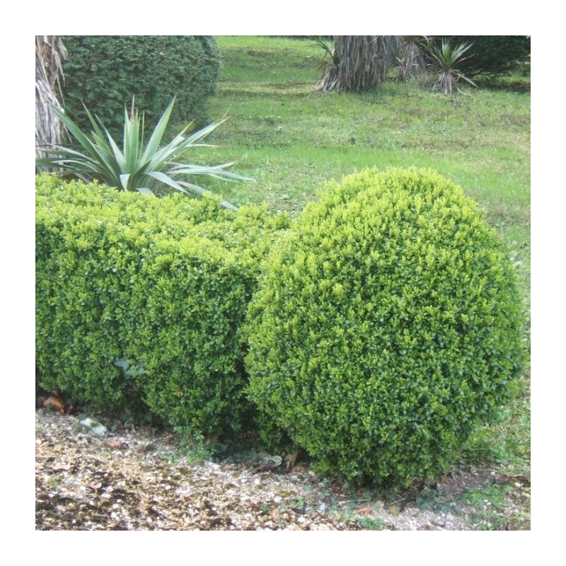 Cismir Suffruticosa
