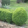 Cismir Suffruticosa