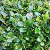 Cismir Suffruticosa