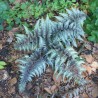 Feriga japoneza Athyrium niponicum Metallicum