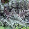 Feriga japoneza Athyrium niponicum Metallicum