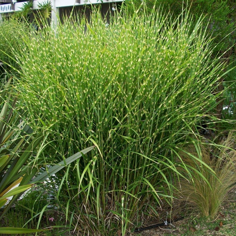 Chinese silver grass