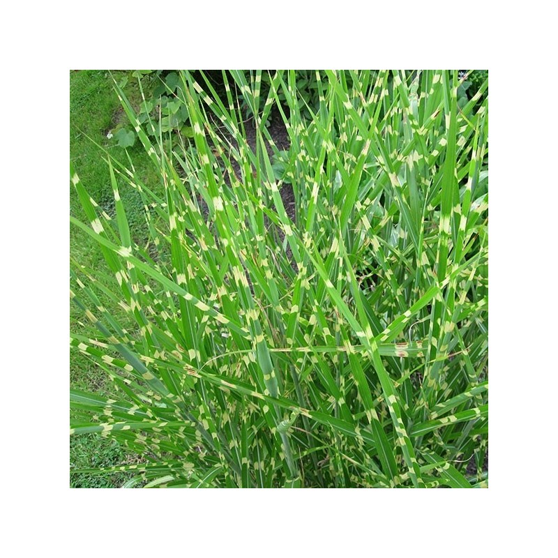 Chinese silver grass