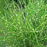 Chinese silver grass