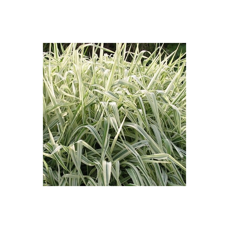 Phalaris arundinacea Picta