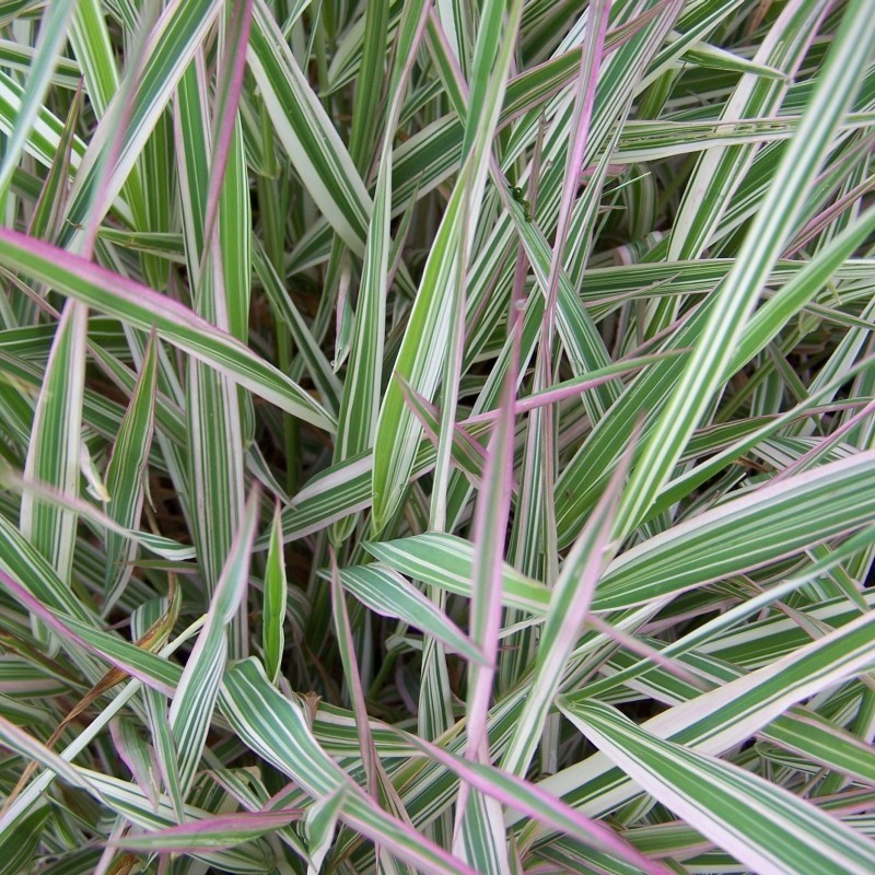 Phalaris arundinacea Picta