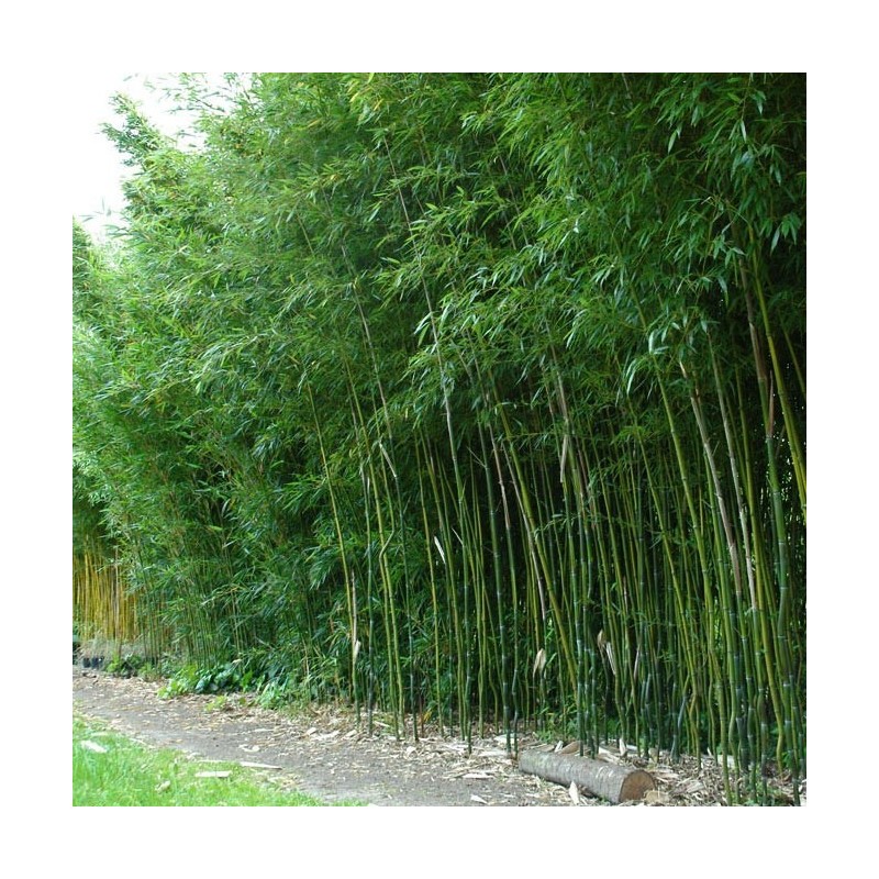 Bambus Phyllostachys aureosulcata