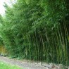 Bambus Phyllostachys aureosulcata