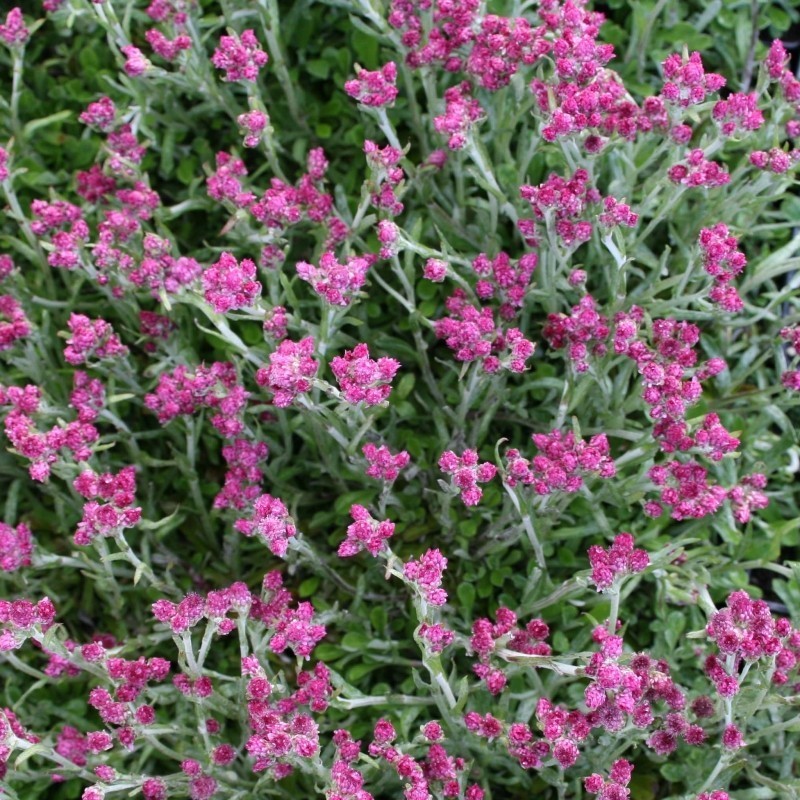 Parpian Rubra