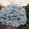 Molid alb globular Colorado Spruce