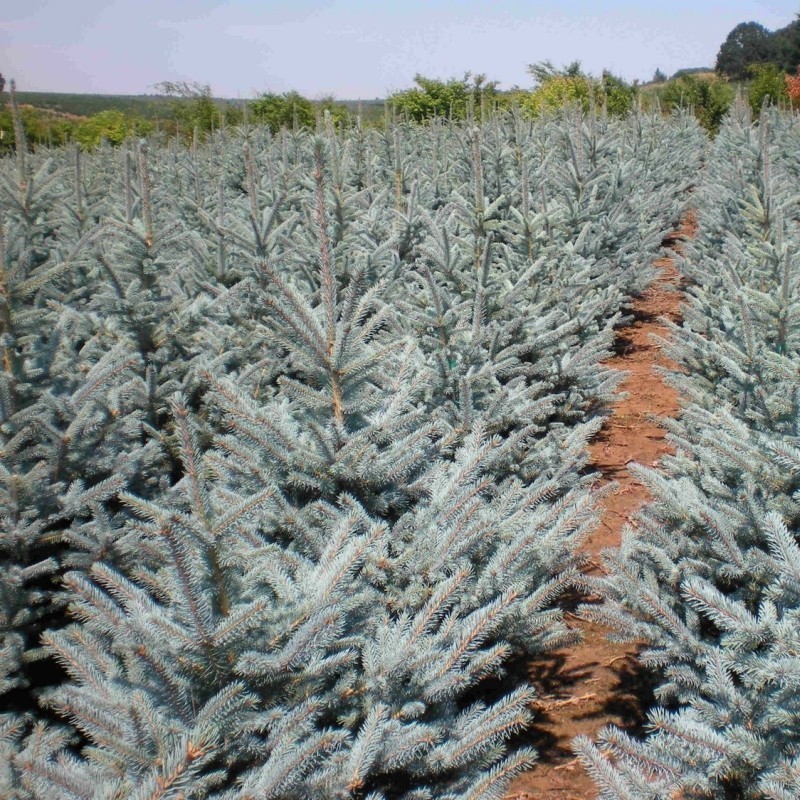 Brad Argintiu Fat Albert