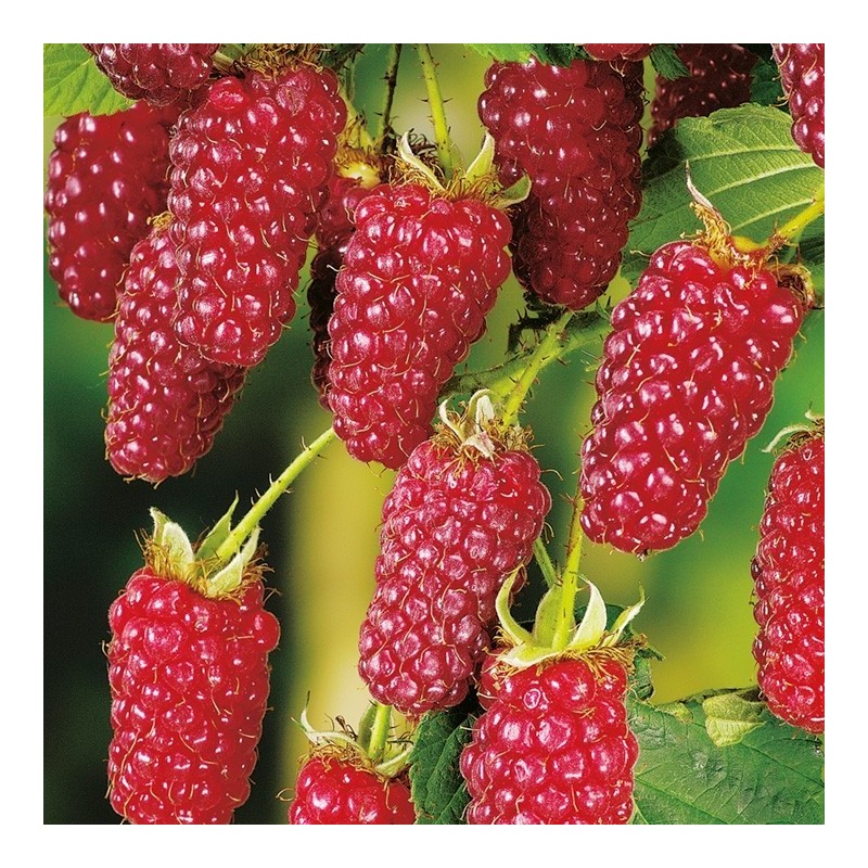 Mur-Zmeur Tayberry