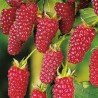 Mur-Zmeur Tayberry