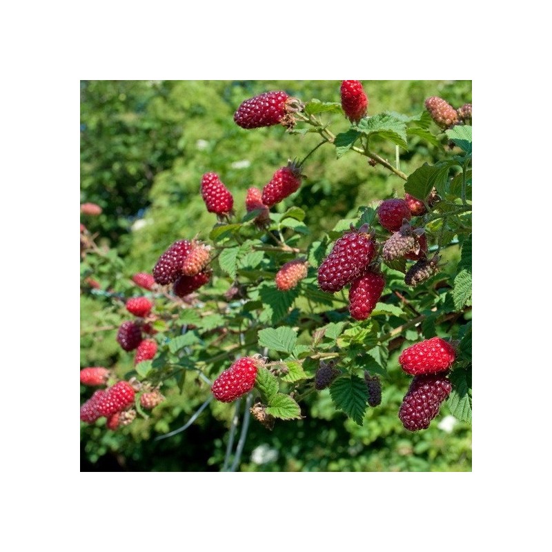 Mur-Zmeur Tayberry