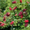 Mur-Zmeur Tayberry