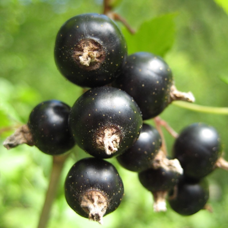 Coacaz Negru Rubina
