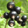 Coacaz Negru Rubina