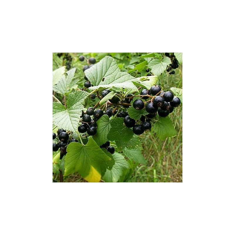 Coacaz Negru Rubina