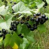 Coacaz Negru Rubina