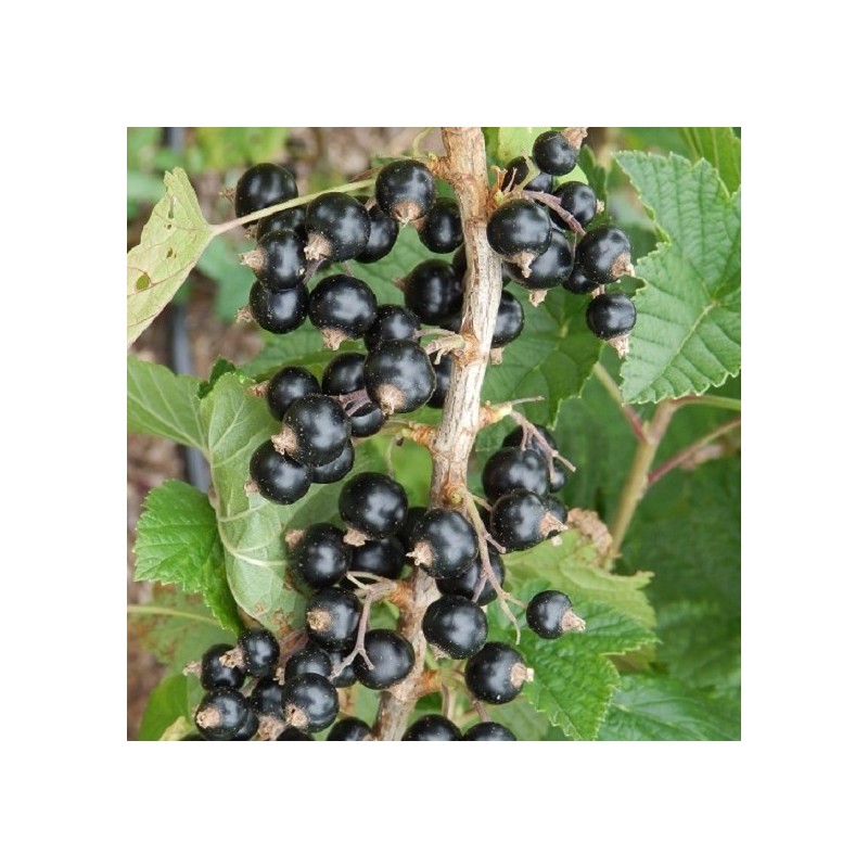 Coacaz Negru Diana