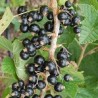 Coacaz Negru Diana