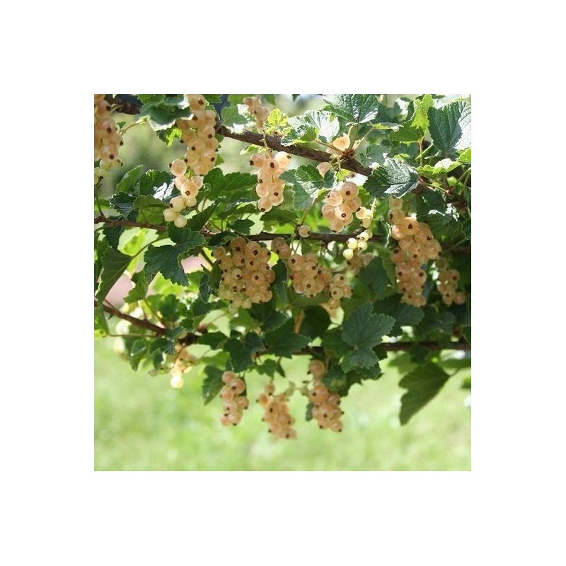 Coacaz Alb