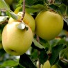 Mar Golden Delicious