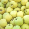 Mar Golden Delicious