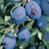 Prun Bluefree
