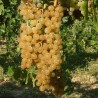 Vita de vie Alba de masa Muscat de Poloskei