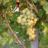 Vita de vie Alba de masa Comoara Pannoniei